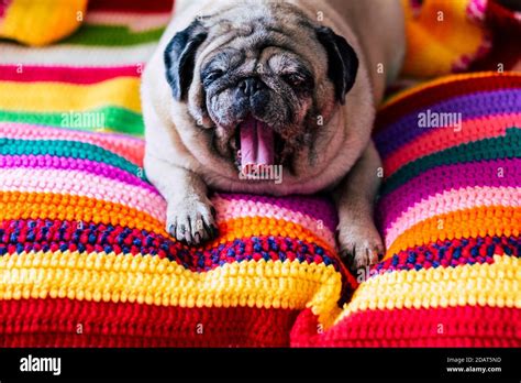 lustige mops bilder|bilder von mops und hund.